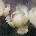 Dreaming of Rembrandt