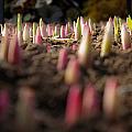 Sprout Forest