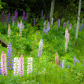 Sweet Flowers of Summer