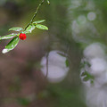 In the Forest Garden